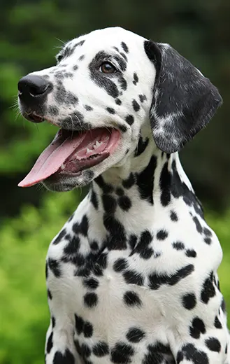 Dalmatien joueur