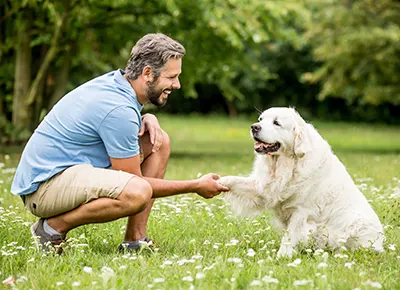 Dressage du chien