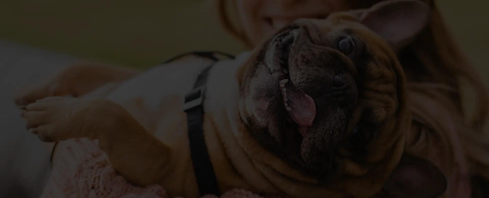 adresse incontournable pour les propriétaires de chiens